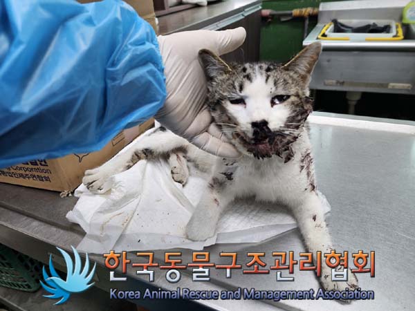 한국동물구조관리협회_411300202400071